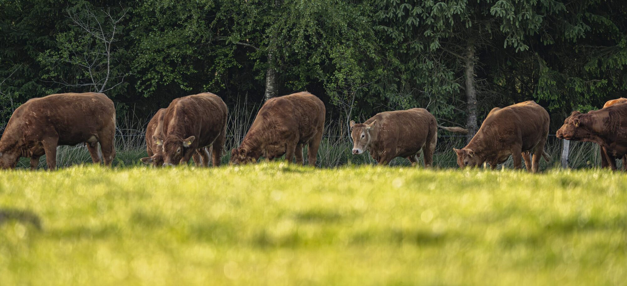 Limousin-Herde am Waldrand bei Stafstedt