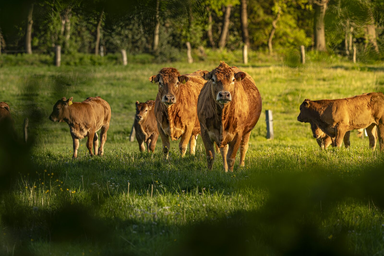 Limousin-Rinder auf der Hofweide