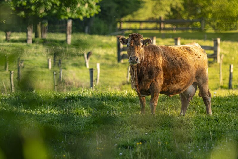 Limousin auf der Weide bei Stafstedt