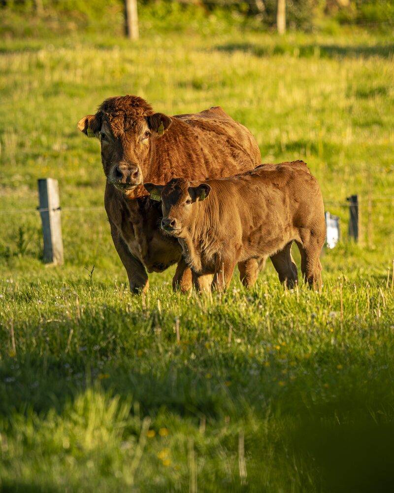 Limousin-Mutterkuh mit Kalb auf der Hofweide