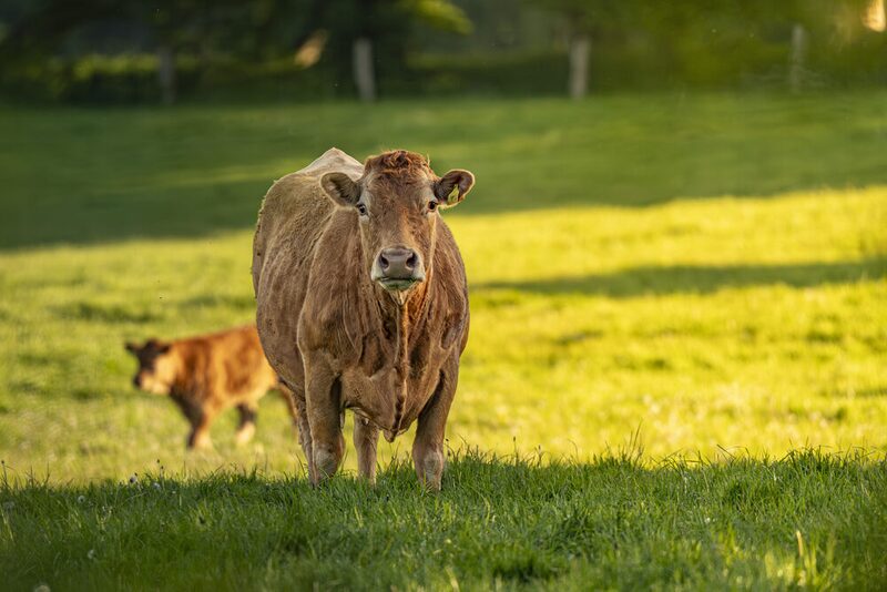 Limousin-Rind frontal